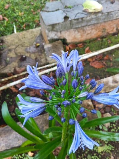 A close-up, downward-angled photograph depicts a vibrant cluster of blooming and budding Agapanthus (Lily of the Nile) flowers, exhibiting blue-purple petals and numerous unopened buds on a green stalk, surrounded by deep green, strap-like foliage. The immediate ground consists of dark brown soil interspersed with patches of green moss and scattered dry brown leaves. In the background, weathered light gray concrete blocks or steps are visible, one featuring a small rectangular aperture. A segment of a white pipe or hose runs horizontally across the mid-ground. On a higher concrete surface in the upper-right background, a single light green, wilted leaf, possibly from a cabbage, rests. No individuals or explicit actions are present. The scene is located in Banteay Srei, Cambodia.