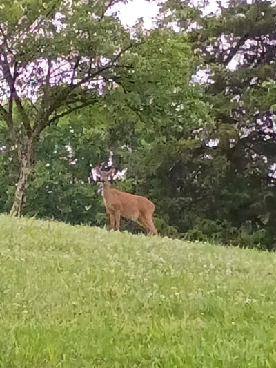 An adult deer stands on a grassy slope under a canopy of green trees in a park or wooded area in Frankfort, United States. The deer, which is a light brown color, is facing towards the left of the image. The grassy slope is covered in small white flowers. The trees behind the deer are dense and leafy, with some sunlight filtering through the branches. The sky above the trees is overcast.