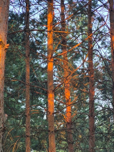 The image depicts a dense forest scene with multiple pine trees. The trunks of the trees are visible, some with reddish-brown bark, while others are partially illuminated by warm, orange sunlight, suggesting it is either sunrise or sunset. The branches of the trees are intricately layered, creating a complex network against a pale blue sky. The background shows the dark green foliage of other pine trees, indicating a densely wooded area. The scene is devoid of any human presence or activity. The location is identified as Staraya Binaradka, Russia.