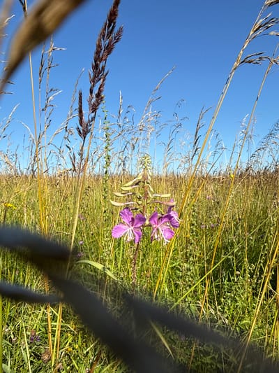 This is a low-angle, close-up, outdoor, vertical, eye-level shot of a field of tall grasses and a single stalk of purple flowers. The scene is bathed in bright sunlight under a clear blue sky. The foreground is partially obscured by a dark, blurred object, likely a fence or railing, running horizontally across the bottom of the frame. Tall stalks of dry, golden-brown grass dominate the background, with shorter, green grasses and smaller purple flowers interspersed throughout. A single stalk with several open purple flowers stands out in the middle ground, with closed buds visible above. The image appears to have been taken in a natural, undeveloped area, possibly on the outskirts of Lopino, Russia, given the prevalence of wild grasses and flora. There are no people or animals visible in the frame. The overall impression is one of natural beauty and a serene, sun-drenched landscape.