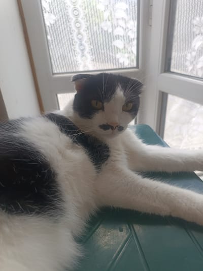A black and white cat with yellow eyes and a distinct mustache-like marking on its face is lying on a teal plastic surface. The cat is positioned in the foreground, facing towards the viewer, with its body partially visible. Behind the cat, a window with decorative, translucent panes is visible. The setting appears to be indoors, near a window, possibly in Parkany, Moldova.