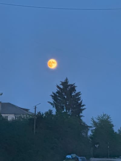 The image captures a clear, bright, orange moon in a deep blue twilight sky, positioned above a silhouette of trees and a building. A thin, dark line, likely a power line, stretches horizontally across the upper portion of the frame. In the foreground, the tops of evergreen trees are visible, with a dark, low-lying structure at the bottom that appears to be a bush or a small building. To the left, a portion of a building with a dark roof is visible, partially obscured by dense foliage. The overall scene is one of a serene evening in an urban or suburban setting, with the prominent moon drawing the viewer's attention. The city of Berezhany, Ukraine, is known for its historical architecture and surrounding natural landscapes, which might be reflected in the elements captured in this photograph.