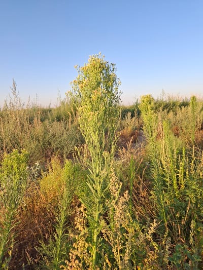 The image captures a natural landscape in Utmayli, Uzbekistan, dominated by a variety of tall, slender green plants and grasses. The foreground features several prominent stalks with dense foliage and small, pale yellow buds or flowers, suggesting a late summer or early autumn season. In the background, more of the same vegetation stretches towards the horizon, with some of the plants appearing drier and more brown. The sky above is a clear, pale blue. The scene appears to be an uncultivated area, possibly a field or a meadow, bathed in the warm light of the sun, creating soft shadows and highlighting the textures of the plants. There are no people or animals visible in the image.