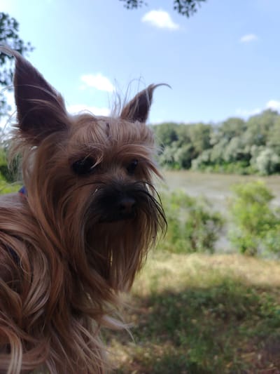 A close-up, low-angle shot features a small, tan-colored dog with long, shaggy fur in the foreground. The dog's ears are perked and alert, and its eyes are dark and attentive. Its muzzle is darker in color, with a visible black nose and whiskers. The dog is looking towards the right side of the frame.
The background is a blurred landscape. On the left, a body of water, possibly a river, stretches into the distance. Along the opposite bank, a dense line of green trees forms a natural horizon. Above the trees, a bright blue sky with a few wispy white clouds is visible. The ground in the foreground is covered with dry grass and some patches of green vegetation. The overall impression is a sunny outdoor setting. No specific landmarks that would indicate Fyodorovskaya, Russia, are present in the image.