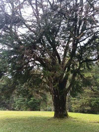 A large, mature tree dominates the scene, its thick trunk and sprawling branches covered in moss and lichen. The tree's canopy is dense, providing ample shade over the grassy lawn. In the background, a blurred line of evergreen trees adds depth to the landscape. The overcast sky diffuses the light, creating a soft and muted atmosphere.