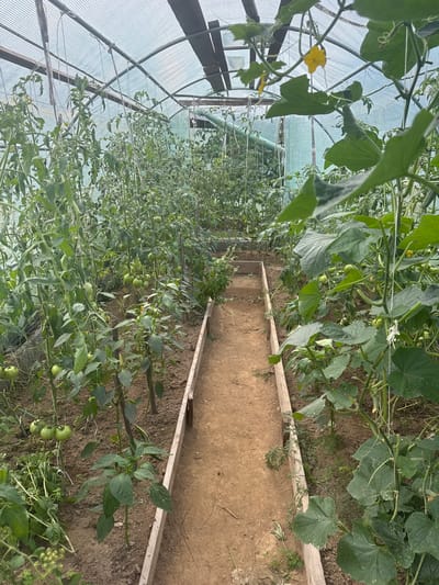 This image shows the interior of a greenhouse in Frumosu, Romania, filled with thriving plants. The greenhouse is constructed with a translucent, netting-like material for the roof and walls, supported by a metal frame. A dirt path, bordered by wooden planks, runs through the center of the greenhouse, separating two rows of cultivated plants.

On the left side of the path, tomato plants are visible, laden with small green tomatoes. Some of these plants are supported by strings that hang from the greenhouse structure. Interspersed among the tomato plants are other leafy green vegetables, possibly peppers or herbs. On the right side of the path, cucumber plants are growing vigorously, with large, lobed leaves and yellow flowers. Several small cucumbers are also visible on these plants.

The ground within the greenhouse is tilled soil. The overall impression is one of a productive and well-maintained agricultural space. There are no people present in the image.