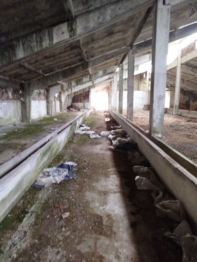 The image displays the interior of a dilapidated concrete and brick structure, identified as being in Klenovik, Bulgaria. The scene is a long, rectangular hall viewed from a low vantage point, looking towards a brightly overexposed opening at the far end, which serves as the primary light source. The ceiling is constructed from large, flat concrete slabs supported by heavy concrete beams and numerous vertical concrete columns spaced along both sides of a central aisle. Extensive dark green and black biological growth, consistent with moss or algae, is present on the undersides of the concrete roof slabs, beams, and columns, indicating prolonged moisture exposure. Two parallel concrete troughs or channels run the length of the space from the foreground into the background, flanking a central dirt pathway. The ground consists of uneven dirt with patches of green vegetation, particularly near the troughs, and several puddles of water are visible in the pathway, reflecting the bright light from the distant opening. Scattered white and dark crumpled plastic sheeting or bags lie on the ground, mainly along the base of the troughs. The building's walls, partially visible behind the columns, are constructed of brick and concrete, exhibiting signs of severe degradation and material loss. No individuals or animals are present in the scene.