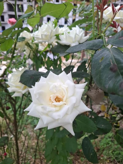 A close-up, vertical, outdoor, eye-level shot focuses on a cluster of white roses. The primary subject is a large, fully bloomed white rose in the foreground, its petals intricately layered and slightly tinged with yellow at the center where golden stamens are visible. Behind it, to the left and slightly out of focus, are more white roses. The roses are surrounded by dark green leaves, some of which show signs of damage, such as brown spots and holes. A hint of red foliage appears at the top right. In the background, blurred structures, possibly a fence and a partially constructed building, are visible, suggesting an urban or semi-urban environment. The overall lighting is soft and natural. The image does not contain any people or indicate any specific actions or interactions. The location in the city of Argun, Russia, is not discernible from the visual information in the image.