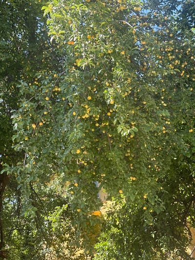 A close-up, eye-level, vertical shot captures a lush, heavily fruited plum tree in Zlataritsa, Bulgaria. The tree, laden with small, round, yellow plums, fills the frame with dense green foliage. The plums, varying slightly in ripeness, are scattered throughout the branches, some catching the bright sunlight. The background reveals hints of yellow buildings and a clear blue sky, suggesting a warm, sunny day. The image focuses solely on the abundance of the fruit-bearing tree, with no people or other subjects visible.