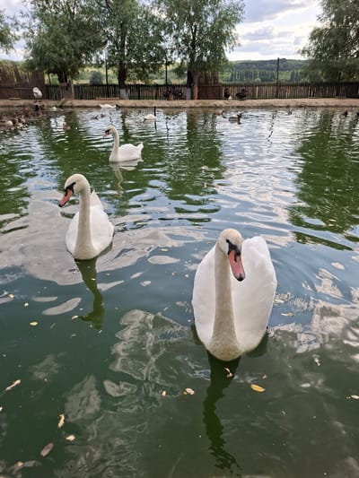 The image shows a pond with several white swans and some ducks. The swans are in the foreground and middle ground of the image, with one swan in the right foreground and another in the left middle ground. A third swan is in the middle ground further back, and another is partially visible in the background. Ducks are visible scattered across the pond, and some are on a wooden structure on the left side. Trees and a wooden fence line the background of the pond, with a hilly landscape visible beyond the fence. The water is green and reflects the sky and surrounding trees. The scene appears to be a naturalistic enclosure for waterfowl, likely in a park or sanctuary setting. The image is not specific to Bardar, Moldova, but could be representative of such a location.