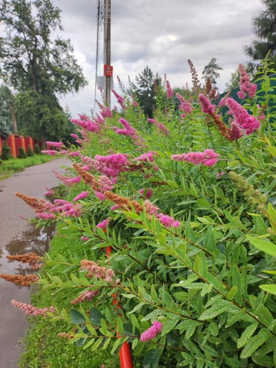 The image shows a close-up view of a lush green bush with clusters of small, fuzzy pink flowers and some dried brown flower heads. The leaves are wet, indicating recent rain. To the left, a paved path curves away, bordered by green grass and a short orange fence. In the background, a tall utility pole with wires runs vertically. The sky is overcast with gray clouds. The scene is outdoors, likely in a residential area of Alabino, Russia, given the presence of a paved path, fence, and utility pole. There are no people or animals visible in the image.
