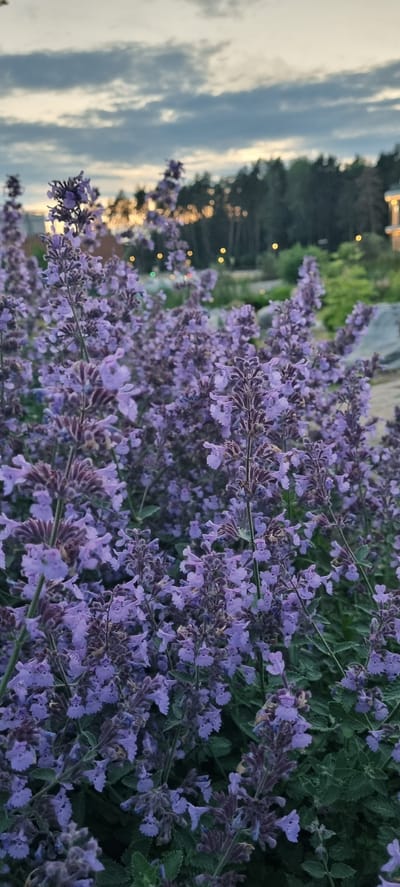A close-up, eye-level shot shows a patch of blooming lavender-colored flowers in the foreground. The flowers are clustered on tall stems, with many small blossoms. The background is blurred, showing a line of trees with some yellow lights scattered among them, suggesting a twilight setting. A structure, possibly a building with lights, is visible on the far right. The sky above is cloudy, with streaks of lighter clouds against a darker twilight sky. The overall scene is natural and serene, with a hint of urban elements in the distance. The location is identified as Shulgino, Russia.
