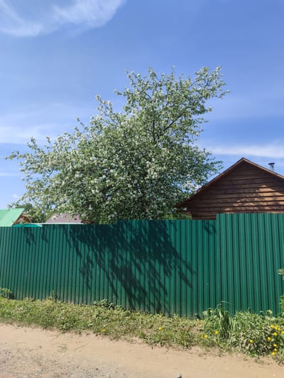 The image shows a rural scene in Sovetsko-Nikol'skoe, Russia. In the foreground is a green, corrugated metal fence running horizontally across the frame. A dirt road runs along the bottom. Grass and dandelions grow between the road and the fence. Shadows of a tree are cast on the fence. Behind the fence, in the middle ground, is a tree in full bloom with white flowers. Partially visible behind the tree and fence is a wooden house with a brown roof. A green roof can also be seen on the left. The sky is blue with some wispy clouds.