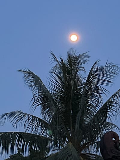 The image depicts a close-up view of a palm tree against a twilight sky. The sky is a deep blue, with a bright, circular full moon visible near the top center of the frame. The moon has a distinct orange-yellow glow. The fronds of the palm tree are dark green and spread out across the lower and middle portions of the image, with some fronds appearing lighter due to the moonlight. The texture of the palm fronds is finely detailed. On the right side of the image, a dark, curved object, possibly part of a roof or decorative element, is visible. The scene suggests an outdoor setting in a tropical or subtropical location, likely at dusk or dawn. The location is identified as Legonipah, Indonesia. There are no people or animals present in the image. The overall atmosphere is serene and natural.
