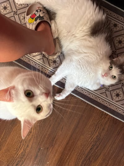 This media file shows two cats lying on a rug and a wooden floor. The cat on the left is larger, with white and grey fur, and is lying on its side with its head facing the camera. It has green eyes and is wearing a purple collar. A human leg, wearing a slipper with a Mickey Mouse design, is positioned between the two cats. The cat on the right is white with green eyes and is looking up at the camera. The scene appears to be indoors, possibly a home, given the presence of a rug, wooden floor, and slippers. The lighting suggests it could be daytime. There is no visible text in the image. The setting is identified as Vysokoye, Russia.