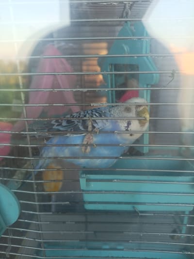 A budgerigar with blue and white plumage is perched inside a metal cage. The bird is facing the viewer and its beak is visible. The cage contains a blue plastic feeding dish. The scene is viewed through a glass surface, which reflects some light. The background is blurred, with hints of outdoor scenery. There is no information to suggest this image is located in Pobedinka, Russia.