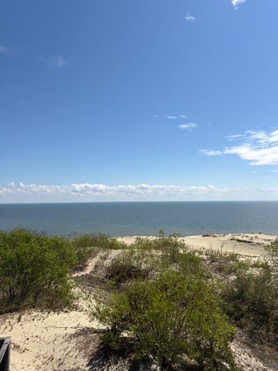 The image captures a panoramic view of the Curonian Spit near Morskoye, Russia. In the foreground, sandy dunes are covered with low-lying green vegetation and sparse bushes. The middle ground reveals a vast expanse of calm, blue-grey water, likely the Curonian Lagoon or the Baltic Sea, stretching to the horizon. Along the horizon, a line of white, puffy clouds is visible against a clear, bright blue sky, which occupies the upper half of the frame. The overall scene is one of a serene, natural coastal landscape on a sunny day. There are no people or visible structures, aside from a hint of a wooden railing on the far left edge of the image, suggesting a viewpoint or pathway.