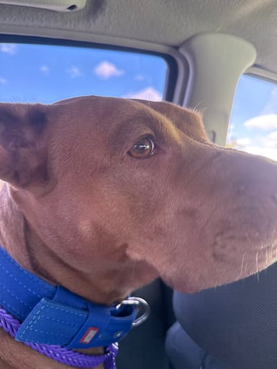 The image shows a close-up of a brown dog with a blue collar with purple braided accents, looking out of a car window. The sky is visible through the window, with scattered white clouds. The interior of the car, including the headliner and a pillar, is also visible. The dog is positioned in the foreground, with its head and upper body filling most of the frame. The photo appears to have been taken during the daytime, with natural light illuminating the scene. There is no information in the image to suggest the location is in the city of Mishchanka, Ukraine.