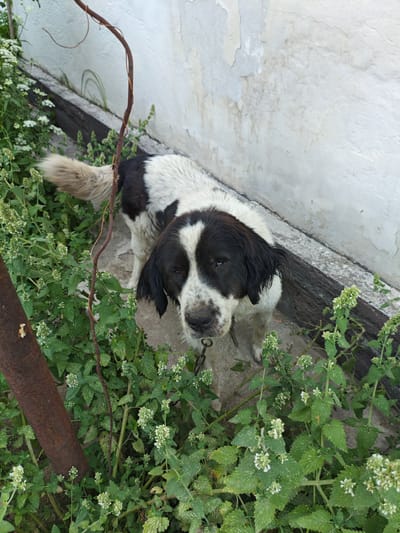 A medium-sized, black and white dog stands in a patch of green plants next to a weathered concrete wall. The dog has black markings on its face, covering its eyes and ears. It is wearing a chain collar. The plants are leafy with small white flowers. To the left of the dog is a rusty metal pole. The wall behind the dog appears aged and has peeling paint. The ground is made of concrete. The scene is outdoors, suggesting an urban or suburban setting.