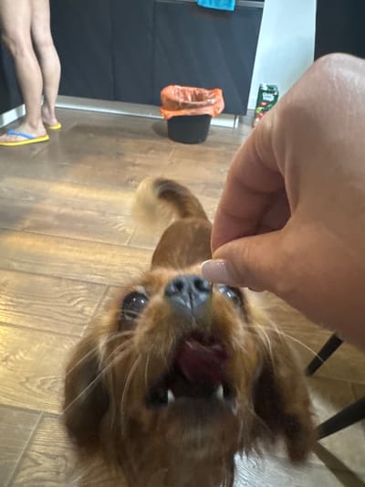 The media file shows a close-up view of a small, brown dog being hand-fed a treat by a person's finger. The dog's head is tilted upwards, and its mouth is open, with its tongue visible as it takes the treat. The background consists of a wooden floor and a dark surface, possibly furniture or a wall. In the middle ground, there is an orange plastic bag. On the far left, a person's legs and feet are visible, wearing yellow and blue flip-flops. The scene appears to be indoors, likely in a home. The lighting suggests it is daytime, but there are no specific cues for the time of day or weather. The focus is on the interaction between the person and the dog, capturing a moment of affection and feeding. There is no visible text in the image.