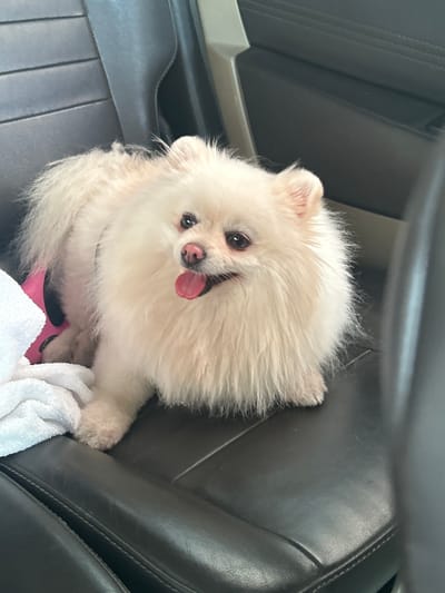 A cream-colored Pomeranian dog with its tongue sticking out sits on a black leather car seat. To its left, a white towel is draped over the seat. The dog appears to be wearing a pink harness. The car interior is visible in the background. This scene is not located in Voivodino, Bulgaria.