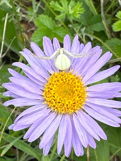 A close-up shot captures a pale green crab spider with yellow stripes, perched on the petal of a purple aster flower. The spider is positioned to the left of the flower's center, its slender legs splayed out. The flower itself is vibrant, with a bright yellow center and delicate purple petals that radiate outwards. The background consists of blurred green foliage, suggesting an outdoor, natural setting. The lighting appears soft, possibly indicating diffused daylight, and there are no visible signs of text. The scene is a snapshot of nature, highlighting the intricate details of a spider camouflaged on a flower.