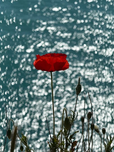 The image depicts a close-up of a single red poppy flower against a blurred background of shimmering light. The poppy is in focus, with its petals ruffled and vibrant red. The background appears to be water reflecting sunlight, creating a bokeh effect of bright, out-of-focus circles. Several seed pods of poppies and other plant materials are present on the right side of the frame.
The location is not explicitly stated or visible in the image. No people, actions, or interactions are depicted.