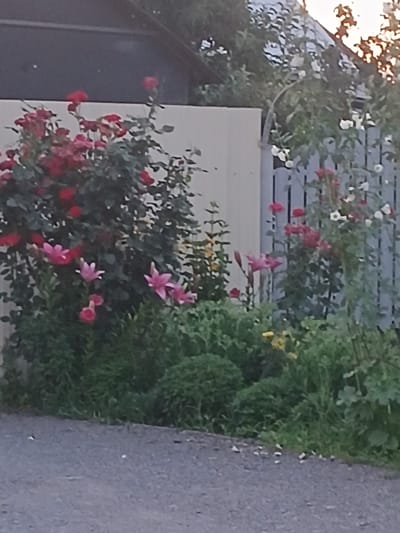 The image depicts a garden area with various flowers, primarily roses and lilies, in bloom. The flowers are a mix of red, pink, and white. Behind the flowers, a light-colored fence and a dark-colored roof of a building are visible. The ground in the foreground is a gravel path. The scene appears to be a residential garden setting in Olginskaya, Russia. There are no people or animals visible in the image. The lighting suggests it might be late afternoon or early evening.