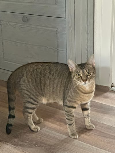 The image shows a tabby cat lying on a wooden floor next to a light-colored door. The cat is looking up at the camera with wide, curious green eyes. Its fur is a mix of brown, grey, and black stripes. The cat's paws are resting on the floor, and its tail is curled around its body. The door appears to be a closet or cabinet door, with vertical panels and a round knob. The floor is made of light-colored wooden planks. The lighting suggests it is daytime, with natural light coming from an unseen source. The scene is indoors, likely in a home. The cat appears relaxed and attentive. There is no visible text in the image. The location is Bad Blankenburg, Germany.