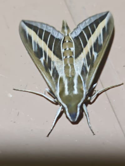An overhead shot shows a moth with its wings spread open, resting on a light brown, textured surface. The moth's wings are intricately patterned with dark brown, white, and yellowish-tan stripes. The central body of the moth is also striped and tapers to a dark blue tip. Its six legs are visible, splayed out on the surface. The background is a uniform light brown, with some subtle variations in tone. The image appears to have been taken indoors, possibly in a residential setting. The location of Türkan, Azerbaijan is not discernible from the visual information provided in the image.