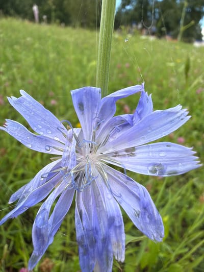 A close-up, low-angle shot focuses on a vibrant purple chicory flower in full bloom, glistening with water droplets from a recent rain. The flower's delicate petals, some torn and translucent, radiate outward from a central core of fine, blue stamens. Thin, gossamer strands of spiderwebs, adorned with their own minuscule water beads, are subtly woven around the flower and its stem, catching the light. The background is a soft-focus blur of lush green meadow, dotted with tiny pink wildflowers and the distant, hazy shapes of trees under a pale sky. The scene evokes a sense of natural beauty and tranquility, suggesting a location in an open, uncultivated green space.