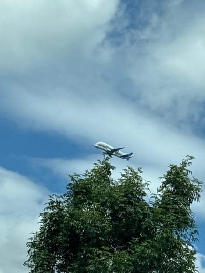 An airplane is captured in flight against a sky filled with white clouds and patches of blue. The aircraft, a white passenger jet with blue accents on its tail, is ascending. In the foreground, the upper branches of a lush green tree with dense foliage are visible, partially obscuring the view of the sky. The image appears to have been taken from a ground-level perspective, looking upwards. The scene is consistent with an airport vicinity.