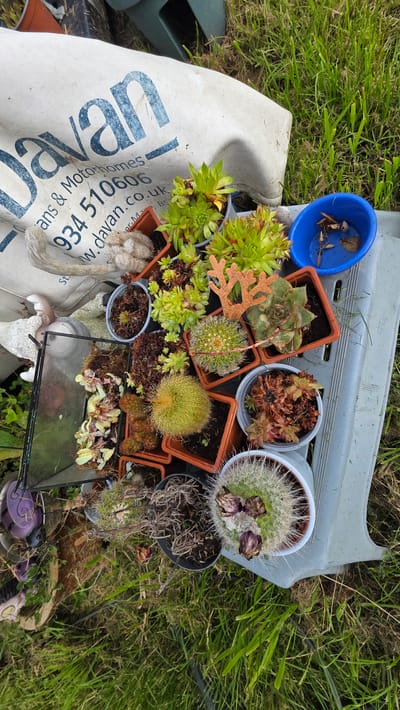 A collection of potted succulents and cacti are arranged on a light grey plastic surface outdoors, resting on a grassy area. To the left of the plastic surface, a large white tarp with blue lettering is visible. The tarp has text that appears to be "Davan Caravans & Motorhomes" followed by a phone number and website address. Among the plants, a small blue plastic tub holds dried leaves or debris. The scene is illuminated by natural light, casting shadows. The environment suggests a garden or yard setting in Weston-super-Mare, United Kingdom.