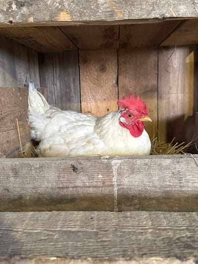 The image shows a white hen with a red comb sitting in a wooden nesting box. The nesting box is made of rough, weathered wood and appears to be inside a coop or barn. The hen is resting on a bed of straw and hay. The background consists of vertical wooden planks, also appearing weathered and aged. The overall scene is rustic and appears to be an interior view. There is no information about the city of Shcherbanka, Ukraine in the image.
