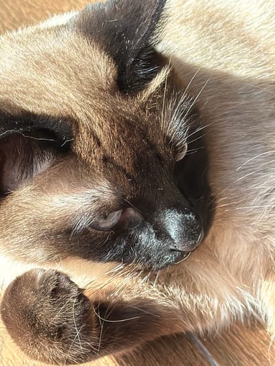 The image shows a close-up of a Siamese cat sleeping. The cat is lying on its back, with its face turned upwards and its eyes closed. Its fur is a mix of light brown and dark brown, with white markings on its face and paws. The cat's paws are resting on its chest. The background is blurred, but appears to be a soft, light-colored surface. The lighting suggests it is daytime, possibly morning or afternoon, with natural light illuminating the cat's fur. The scene is peaceful and depicts a moment of rest for the animal. There is no visible text in the image.