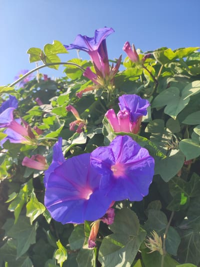 This image depicts a close-up view of several vibrant purple morning glory flowers blooming amidst lush green foliage against a clear blue sky. The flowers, some fully open and others in bud, display intricate petal structures and a gradient of color from deep purple to a lighter pinkish hue at their centers. Sunlight illuminates the scene, creating highlights on the petals and leaves. The setting appears to be outdoors, possibly in a garden or natural area. While the image is identified as being in Valverde de Leganés, Spain, there are no discernible landmarks or elements that specifically indicate this location. No people or animals are present in the frame. The overall impression is one of natural beauty and growth.
