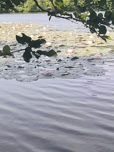 The image depicts a serene natural scene on a body of water, likely a lake or pond, in Saint-Bruno-de-Montarville, Canada. The foreground is dominated by rippling, calm water reflecting the overcast sky, creating streaks of light and shadow. A branch with green leaves hangs from the top of the frame, casting a slight shadow on the scene.
The water is largely covered by a dense carpet of lily pads, interspersed with several water lilies in bloom. The lilies are predominantly pale pink and white, with delicate petals. One prominent pink water lily is in sharp focus in the middle of the frame, surrounded by many lily pads. In the background, more water lilies and lily pads are visible, extending towards the far shore.
The far shore is lined with lush green trees, indicating a wooded area surrounding the water. The lighting suggests it is daytime, possibly late afternoon or an overcast day, as the light is diffused and soft, without harsh shadows. The overall mood is peaceful and tranquil, evoking a sense of natural beauty and quietude. There is no visible text in the image.