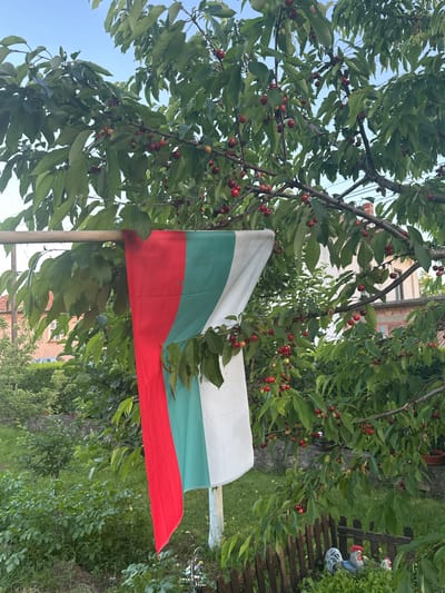A Bulgarian flag hangs from a wooden pole amidst a lush, green cherry tree bearing fruit. The flag's colors - white, green, and red - are horizontally displayed. The tree is laden with cherries, some still green, others ripe and red. Beyond the tree, there's a glimpse of a building, and a wooden fence with a decorative gnome figure on top. The sky is visible between the tree branches, suggesting an outdoor setting. The presence of the Bulgarian flag and the details of the environment suggest this location is likely in Bulgaria. Given the context of the request, this photo is likely taken in Goran, Bulgaria.