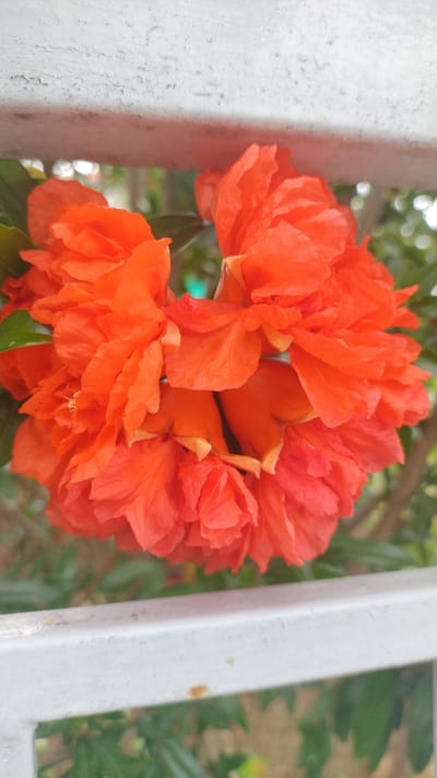 A close-up, vertical, eye-level shot shows a cluster of bright orange flowers with crinkled petals. The flowers are arranged in a dense grouping, with some appearing to be buds and others fully bloomed. The petals have a delicate, almost papery texture and vary slightly in shade from a deep orange to a lighter, more reddish hue. Some green leaves are visible behind the flowers. The flowers are positioned between two horizontal, light-colored bars, which appear to be part of a fence or railing. The bars have a slightly textured, weathered surface, with some faint rust spots visible on the lower bar. The background behind the flowers is blurred, showing out-of-focus green foliage and hints of lighter, bokeh-like circles, suggesting an outdoor environment. There are no people or animals present in the image. The scene is set in Νέα Κερασιά, Greece, and the overall impression is one of natural beauty and rustic charm.