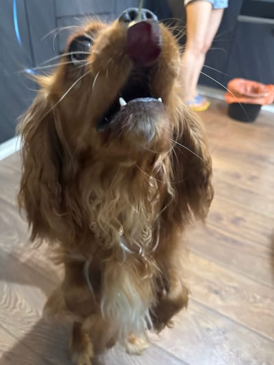 A medium-sized, brown-furred dog with long, wavy fur stands on its hind legs, reaching upwards with its head tilted back, mouth open, toward a single red cherry held just above its nose. The dog's eyes are wide, and its whiskers are prominent. Behind the dog, a person's legs are visible, wearing blue denim shorts and sandals. In the background, a dark cabinet or wall and a wooden floor are visible. To the right, a black trash can with an orange liner is present. The scene appears to be indoors, possibly a kitchen or dining area. The lighting suggests it is daytime. The dog is the primary subject, engaged in an interaction with the cherry. The environment is a domestic interior. The location is Sapronovo, Russia.