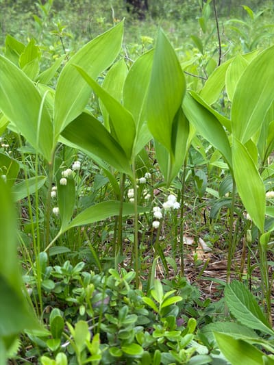 The image is a close-up, eye-level shot of a patch of lily of the valley plants in a natural, wooded setting. The foreground is dominated by large, bright green, lance-shaped leaves of the lily of the valley, interspersed with smaller, darker green, ovate leaves of what appears to be a ground cover plant. Several delicate stems bearing clusters of small, white, bell-shaped flowers are visible, some in bloom and others in bud. The background consists of more foliage, appearing as a blur of various shades of green, suggesting a forest or dense undergrowth. The ground is covered with dry pine needles and some leaf litter. There are no people or animals visible in the image. The lighting suggests an overcast or shaded day, providing soft illumination. The overall impression is of a serene, natural environment. This image does not depict the city of Глухари, Russia.
