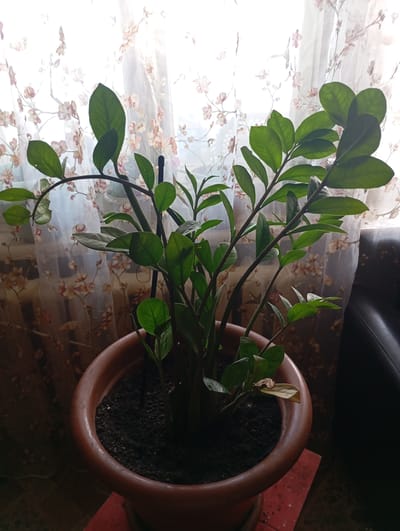 A potted plant, likely a ZZ plant, sits in a brown ceramic pot in front of a window with sheer curtains. The curtains are white with a floral pattern of pink and orange flowers. The plant has dark green, glossy leaves and thick, upright stems. Some leaves appear slightly yellowed, indicating potential care issues. The lighting suggests it is daytime, possibly morning or afternoon, with sunlight filtering through the curtains. The background is slightly blurred, showing hints of what might be furniture, possibly a dark leather couch on the right. The overall scene is domestic and suggests an indoor setting in a home or apartment. There is no visible text in the image. The location is specified as Komsmolsky, Russia, but this information is external to the visual content.