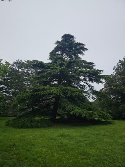 A medium-long shot depicts a tall evergreen tree on a hillside covered in lush green grass. The tree is positioned on the left side of the frame, stretching upwards towards the overcast sky. The hillside slopes downwards towards the right side of the image. The location is within the Алупкинский городской совет, Ukraine.