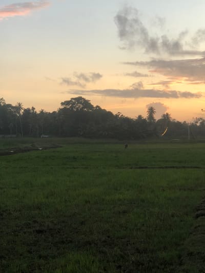 The image depicts a rural landscape at dusk in Karandugoda, Sri Lanka. The sky is filled with soft hues of orange, yellow, and pink, with scattered clouds tinged by the setting sun. In the foreground, a lush green field stretches across the frame, appearing to be a rice paddy with some patches of tilled earth.

In the middle ground, a dark silhouette of a cow is visible, grazing in the field. Beyond the field, a dense line of tropical trees, including palm trees, forms a dark backdrop. Faintly, to the left of the trees, a small white structure, possibly a vehicle, can be seen. To the right, utility poles with wires are present, indicating the proximity of some form of infrastructure. The overall scene conveys a sense of tranquility and the natural beauty of the Sri Lankan countryside during sunset.