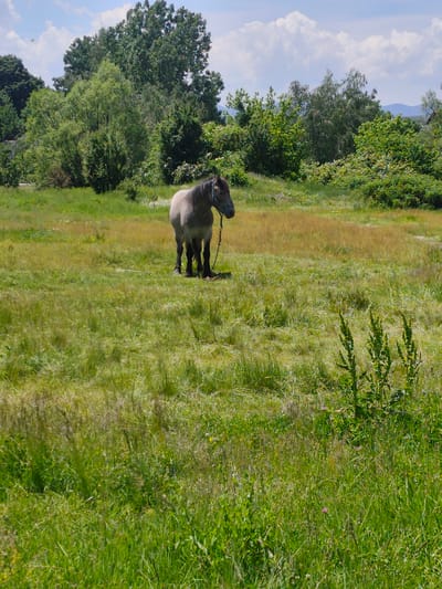 The image presents a serene daytime scene captured in a rural landscape near Zlatitsa, Bulgaria. A single, light-colored horse, possibly a dun or grey with a darker mane and tail, stands centrally in the mid-ground. It is equipped with a blue halter.

The horse is situated in a spacious, open field, which is densely covered with a mix of vibrant green and drier, yellowish-brown grass, along with various wild plants and taller weeds in the foreground. In the background, a thick line of diverse deciduous trees with varying shades of green foliage forms a natural boundary. Faint outlines of distant mountains or hills are visible on the horizon behind the trees.

The sky is a bright blue with scattered white cumulus clouds, indicating clear and sunny weather. The lighting is natural and bright, suggesting it is mid-morning or afternoon. The horse appears calm and tranquil, standing still in the field. The overall impression is one of peaceful nature, likely during spring or early summer given the lush vegetation. There is no visible text within the image.