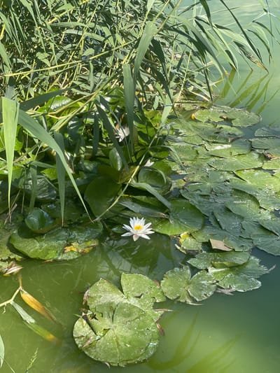 This media file depicts a close-up view of a pond or slow-moving body of water in Vynnyky, Ukraine. The scene is dominated by lush greenery, featuring a dense cluster of lily pads and tall, slender reeds growing along the left edge. One prominent white water lily, with delicate yellow stamens, is in full bloom, its petals unfurling gracefully on the water's surface. Another smaller, partially visible lily can be seen in the background. The water itself is a murky, greenish hue, with reflections of the surrounding vegetation and sunlight visible on its surface. The lily pads are large and round, with some showing signs of wear and tear, indicating they have been exposed to the elements. The reeds are tall and reedy, with long, thin leaves that sway gently, creating a sense of natural movement. The overall impression is one of tranquility and natural beauty, suggesting a calm, sunny day in a rural or semi-rural setting. The lighting suggests it is daytime, with sunlight dappling the water and foliage. No people or text are visible in the media file.