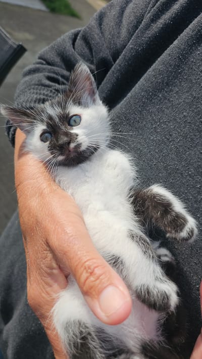 A small bicolor domestic kitten is cradled on its back in the right hand and lap of an adult, observed outdoors in Tsarkva, Bulgaria. The kitten presents a predominantly white, fluffy coat with distinct black markings, including a large patch covering its nose, upper lip, and extending above the left eye, a separate black patch over the right eye and ear, and black fur on its paws and ears. Its eyes are a striking bright blue, and numerous long white whiskers protrude from its muzzle. The kitten maintains direct eye contact with the camera. The visible adult hand, appearing light-skinned and with short, unpolished fingernails, gently supports the kitten. The individual wears dark gray, heathered fabric clothing, likely a sweatshirt or sweatpants. The outdoor background is heavily blurred, suggesting bright daylight conditions, and shows indistinct shapes of a dark paved surface and some green foliage.