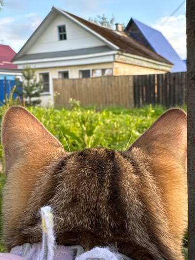 The image shows the back of a tabby cat's head and ears, positioned in the foreground. The cat is looking out towards a rural scene. In the mid-ground, there is a wooden fence running horizontally, behind which is a lush green field of grass and plants. Beyond the field, a two-story house with a light-colored facade and a darker, possibly brown, roof is visible. A section of the roof on the right side of the house is covered with a bright blue material. The house has several windows and a chimney. A small evergreen tree is located to the left of the house. In the background, the sky is visible with some clouds. The overall setting appears to be a backyard or a rural area, possibly in the city of Rzhev, Russia, given the architectural style of the house and the surrounding vegetation.