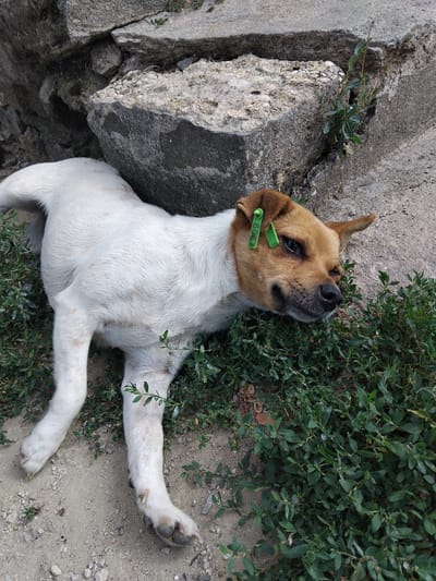 A medium shot captures a brown and white dog lying on its side in the grass, nestled against a large rock formation, suggesting an outdoor setting in Krynychky, Ukraine. The dog's head is turned towards the camera, with its right eye partially closed, giving it a somewhat sleepy or relaxed appearance. A green tag, marked with "6043", is clipped to its right ear. The dog's white fur is speckled with brown markings, and its paws are visible in the foreground. The environment consists of rough, grey concrete or rocks, interspersed with patches of green foliage and sandy ground. The lighting appears to be natural daylight, casting subtle shadows.
