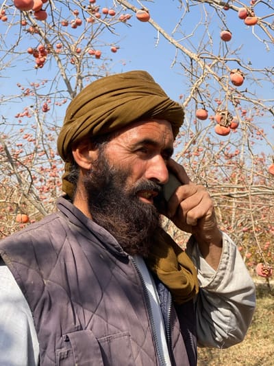 An outdoor scene in an orchard located in Bazar-e Panjva'i, Afghanistan, depicts a man engaged in a phone conversation. The male subject, positioned in the foreground and facing right, has a full dark beard and mustache, with dark hair visible beneath a dark olive-green turban. He wears a dark blue or purple quilted sleeveless vest over a light-colored, long-sleeved shirt. His right hand holds a dark mobile phone to his right ear, and his mouth is slightly open, revealing teeth, indicating speech or laughter. The background consists of numerous bare-branched trees heavily laden with ripe, orange-colored fruit, consistent with persimmons. The sky above is clear and light blue. The ground below the trees is covered with sparse, dry grass.